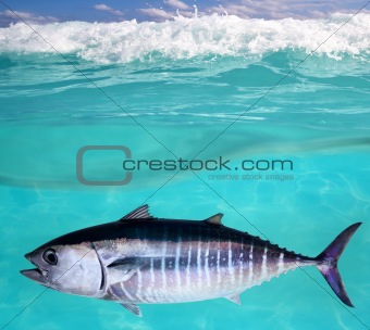 Bluefin tuna fish Thunnus thynnus underwater swimming