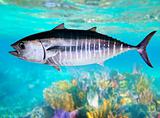 Bluefin tuna fish Thunnus thynnus underwater swimming