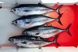 bloody bluefin four tuna fish Thunnus thynnus catch