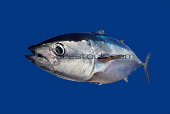 Bluefin tuna Thunnus thynnus fish isolated on blue