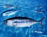 Bluefin tuna Thunnus thynnus fish school underwater