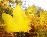 autumn yellow golden leaf macro closeup outdoor forest