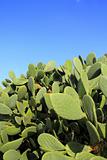 chumbera nopal cactus plant blue sky