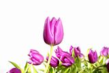 tulips pink flowers isolated on white background