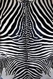 animal zebra skin black and white fur stripes 