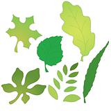 Vector image of leaves