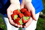 Strawberries in hands photo illustration