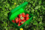 fresh strawberries in the green box