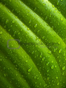 Drop of water on the green leaf