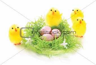 Nest with eggs and chicks