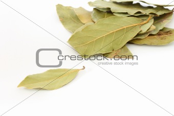 Bay leaf spice on white background