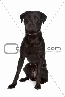 mixed breed black dog