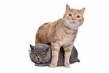 blue British Shorthair and a red maine coon cat