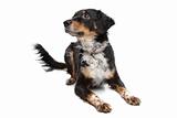 mixed breed dog, kooiker, Frisian Pointer