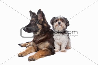 German Shepherd puppy and a boomer mixed breed dog