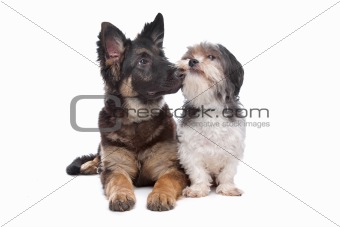 German Shepherd puppy and a boomer mixed breed dog