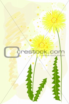 yellow dandelion