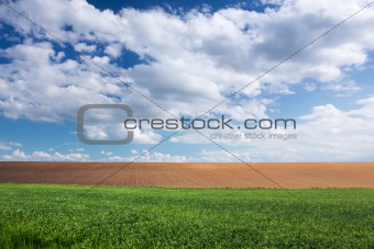 Green wheat field, brown soil and blue sky