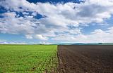 Green wheat field, brown soil and blue sky