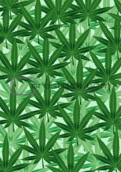 Background from the leaves of hemp