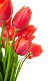 Fresh Beautiful Tulips / isolated on white / vertical with copy 