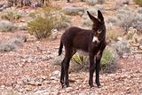 Burro Donkey Foal in Nevada Desert
