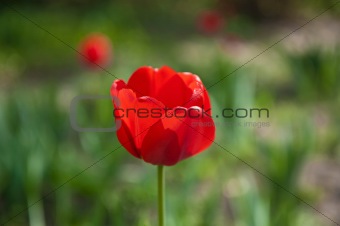 A Single Tulip in the Garden