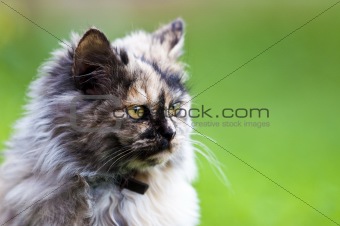 persian cat on grass