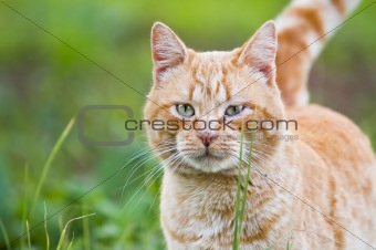 red cat on green