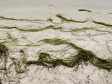 sea grass on beach