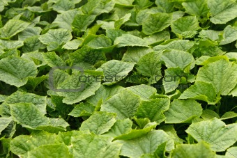 Young green cucumber plants