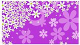 Cute floral background, Flower background, daisy
