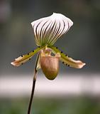 Orchid with brown stripes