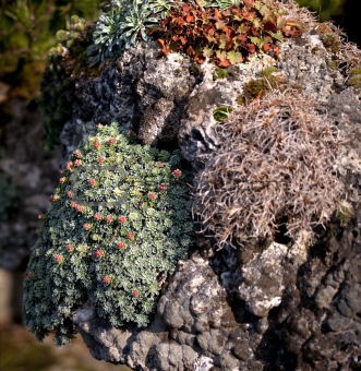 Rock garden with various plants and flowers 
