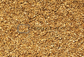 natural oat grain