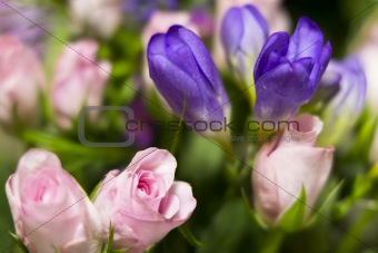 pink roses and purple freesia