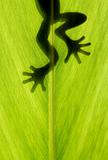 frog stay on leaf in backlight