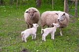 Sheep and lambs on pasture.