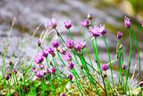 Purple wild flowers