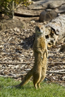 Mongoose Doing A Meerkat Impersonation