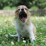 yawning puppy chihuahua