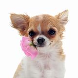 puppy chihuahua and flower