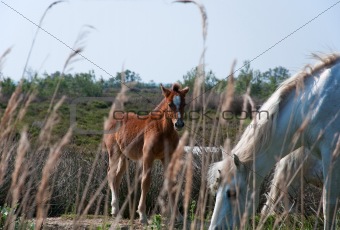 horses of the camargue
