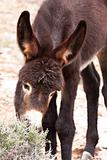 Wild Burro Donkey Foal Grazing