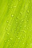 dew on green leaf in macro