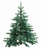 Fir-tree isolated on white 