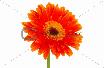  gerbera flower 