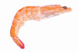 shrimp 