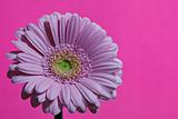 pink gerbera daisy