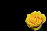yellow  rose with drops of water